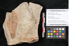 Foto (Objekt + Etikett) von Quercus palaeoilex Ettingshausen (NHMW-GEO-2024-0188-6376)
